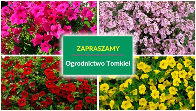 Produkcja sadzonek i kwiatów