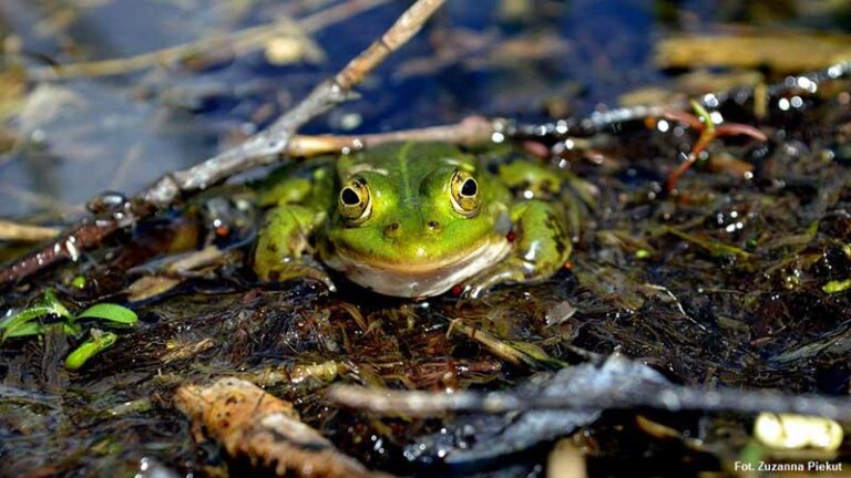 akcja ochrony płazów
