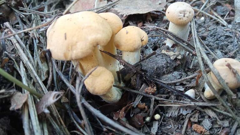 żółte grzyby -kurki