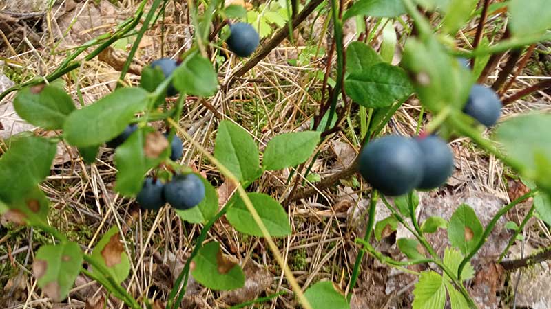 Dary lasu - czarne jagody