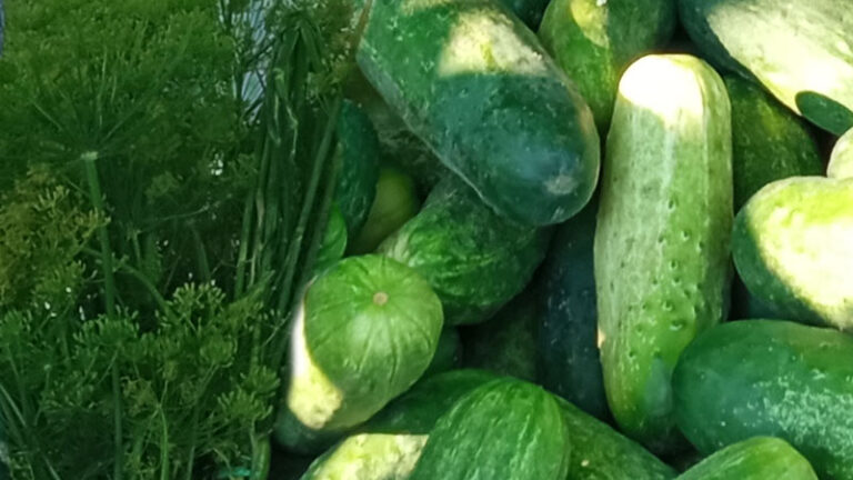 Ogólnopolski Dzień Ogórka w Kruszewie