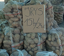 ziemniaki Irys
