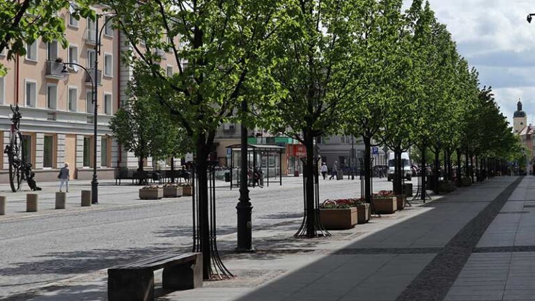 Pielęgnacja lip przy ulicy Lipowej w Białymstoku