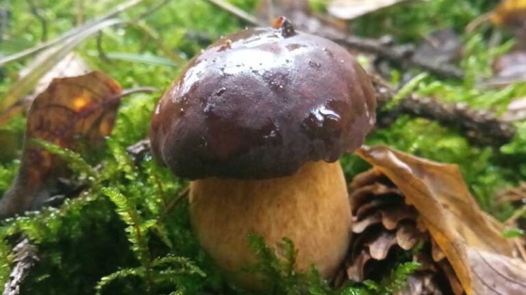 Spacerkiem po grzyby