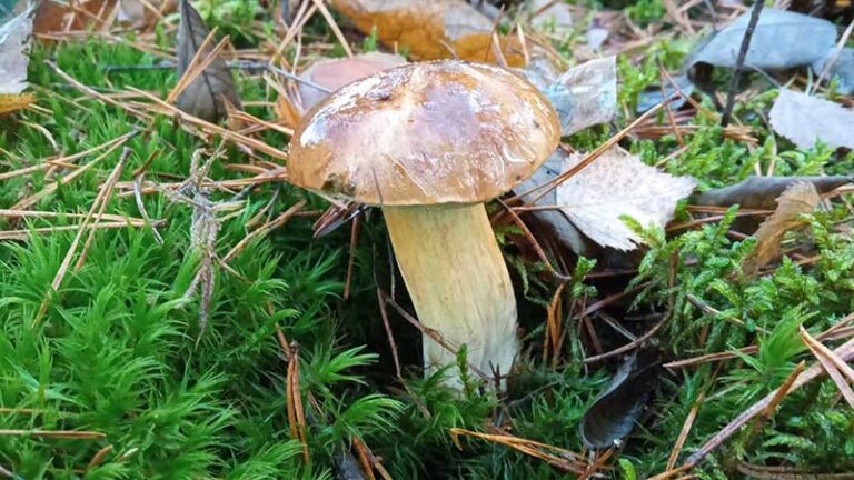 listopadowe grzybobranie