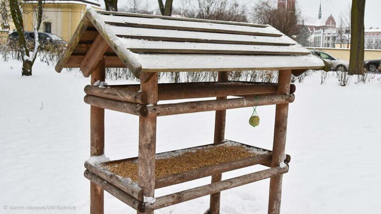 dokarmianie ptaków