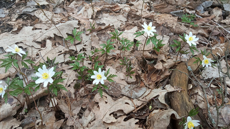 Pierwsze oznaki wiosny