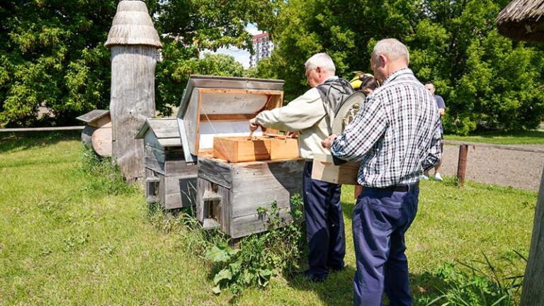 Pierwsze miodobranie w miejskiej pasiece
