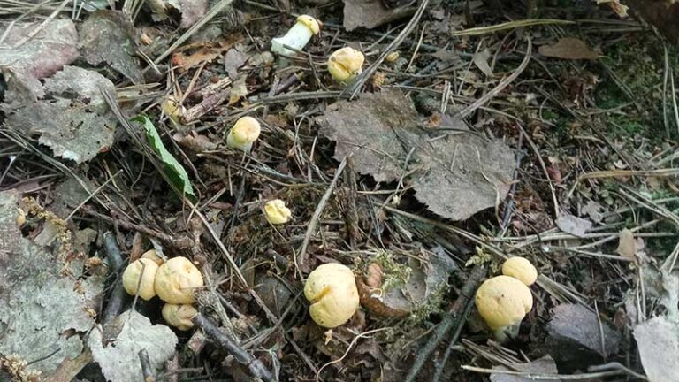 pierwsze w tym roku kurki