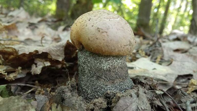 Koźlarz pomarańczowożółty