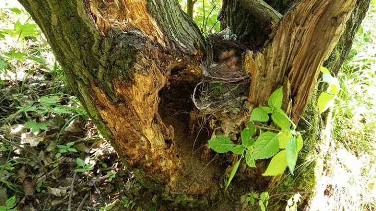 „Drugie życie drzew”