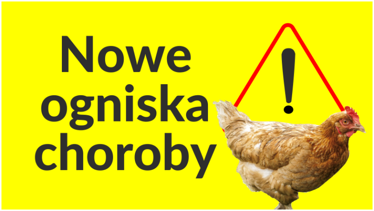 ogniska rzekomego pomoru drobiu