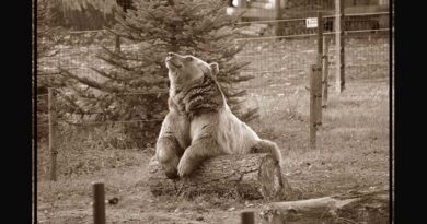 Niedźwiedź Grześ nie żyje