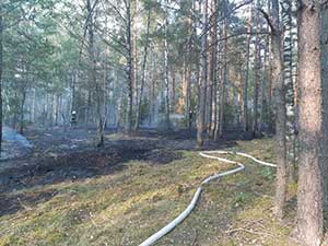strażacy gasili poszycie leśne