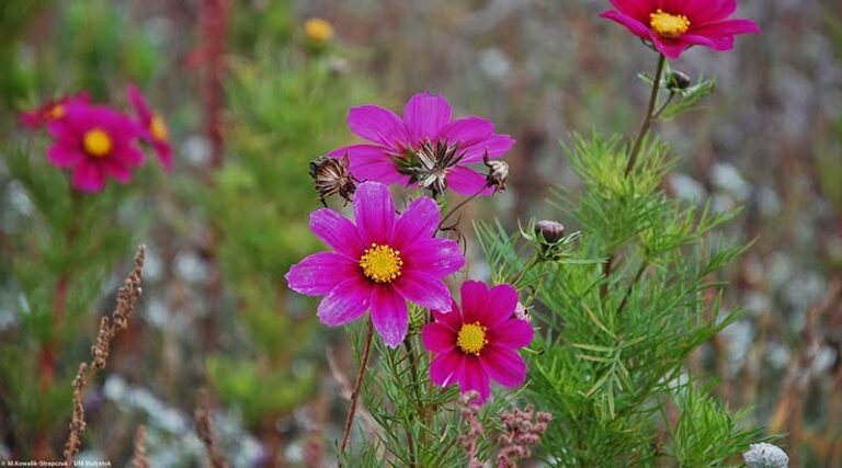 Nasiona z łąk kwietnych