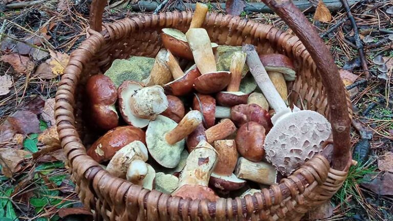 grzybiarze mogą liczyć na pełne kosze