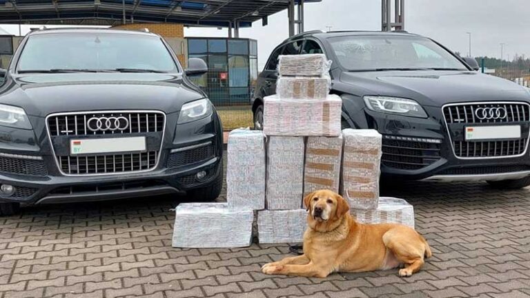 Służbowy labrador Odi