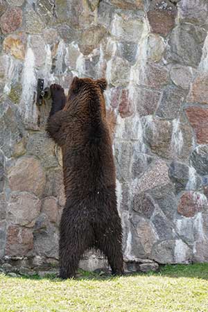 Niedźwiedź brunatny w białostockim Akcencie ZOO