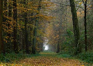 Park pałacowy w fotografii Radosława Olkowskiego