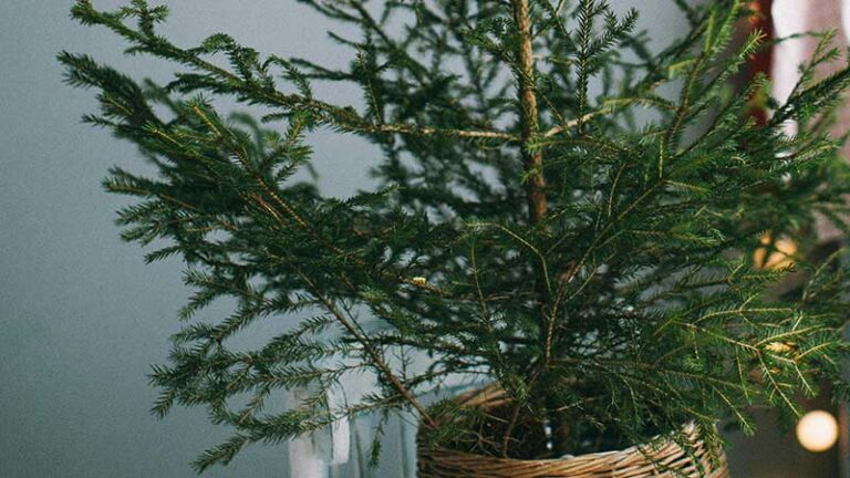 200 choinek w doniczce, na białostoczan będzie czekało w sobotę (21 grudnia) na Rynku Kościuszki.