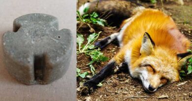 Przynęty ze szczepionką