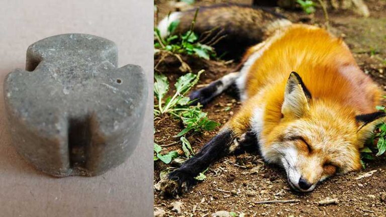 Przynęty ze szczepionką