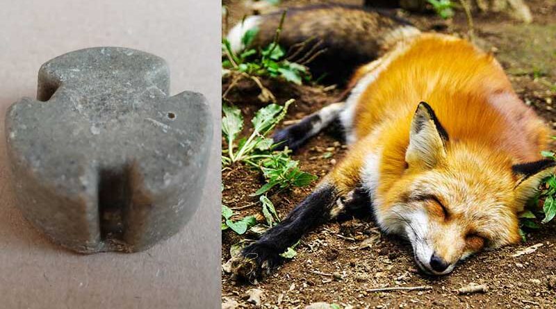 Przynęty ze szczepionką