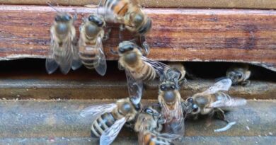 miodobranie w miejskiej pasiece