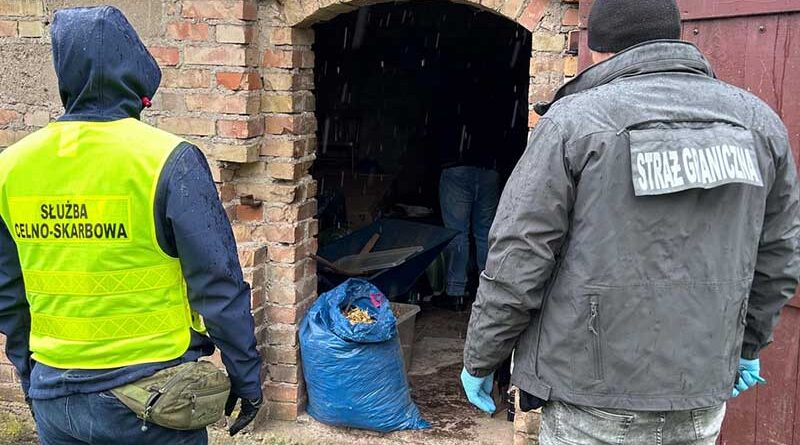 Funkcjonariusze KAS i SG zabezpieczyli ponad 80 kg nielegalnego suszu tytoniowego