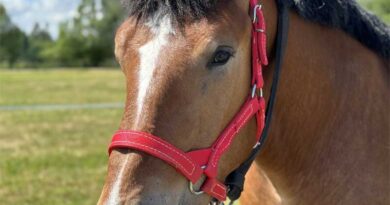 Czempionat Koni Rasy PKZ i Arden PolskiCzempionat Koni Rasy PKZ i Arden PolskiCzempionat Koni Rasy PKZ i Arden PolskiCzempionat Koni Rasy PKZ i Arden Polski