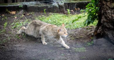 Akcent ZOO w Białymstoku ma nowego mieszkańca