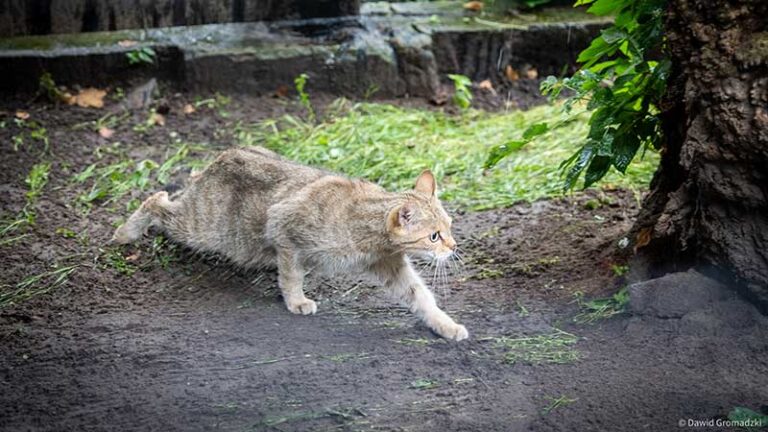 Akcent ZOO w Białymstoku ma nowego mieszkańca