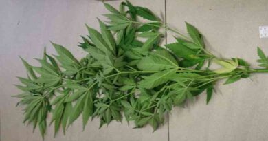 zarzut nielegalnej uprawy konopi