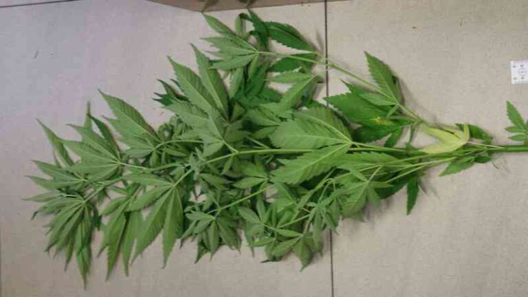 zarzut nielegalnej uprawy konopi