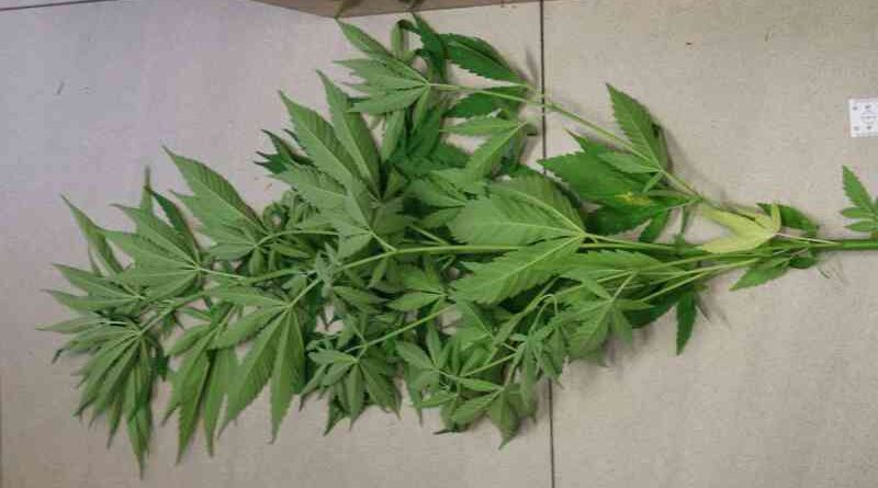 zarzut nielegalnej uprawy konopi