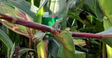 Pułapki na polu kukurydzy - głupota czy celowe działanie ?