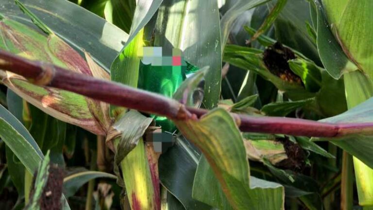 Pułapki na polu kukurydzy - głupota czy celowe działanie ?