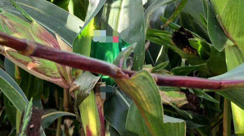 Pułapki na polu kukurydzy - głupota czy celowe działanie ?