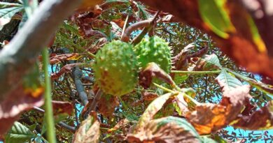 Akcja „Ratujmy białostockie kasztanowce”