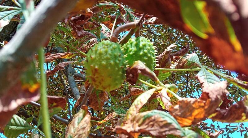 Akcja „Ratujmy białostockie kasztanowce”