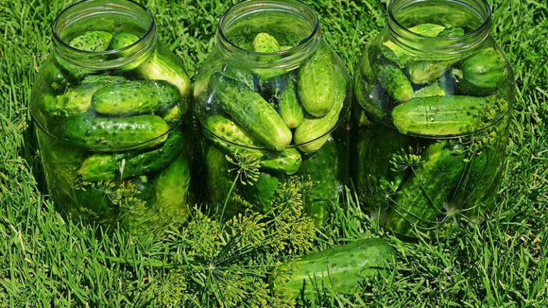 świętujemy Dzień Ogórka