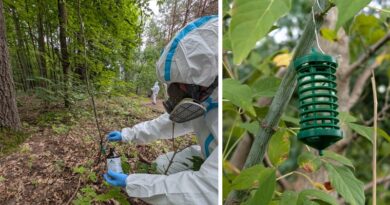 Odstraszanie dzików podchodzących do terenów miejskich