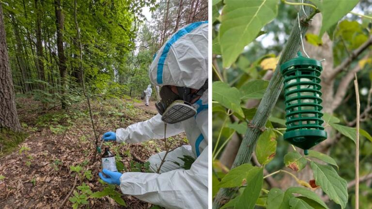 Odstraszanie dzików podchodzących do terenów miejskich