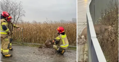 niecodzienna interwencja mundurowych