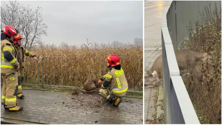 niecodzienna interwencja mundurowych