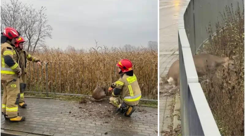 niecodzienna interwencja mundurowych