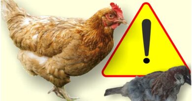 Nowe ogniska choroby zakaźnej ptactwa w woj. podlaskim. Wojewoda wydał rozporządzenie