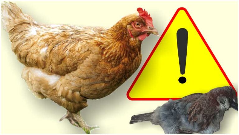 Nowe ogniska choroby zakaźnej ptactwa w woj. podlaskim. Wojewoda wydał rozporządzenie