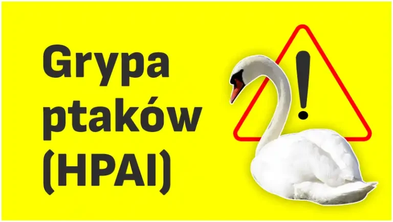 Wirus wysoce zjadliwej grypy ptaków (HPAI)