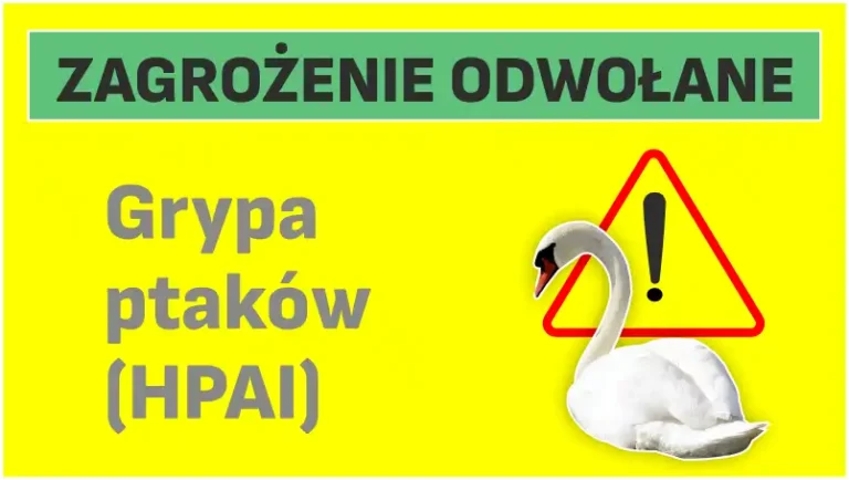 Koniec zagrożenia ptasią grypą